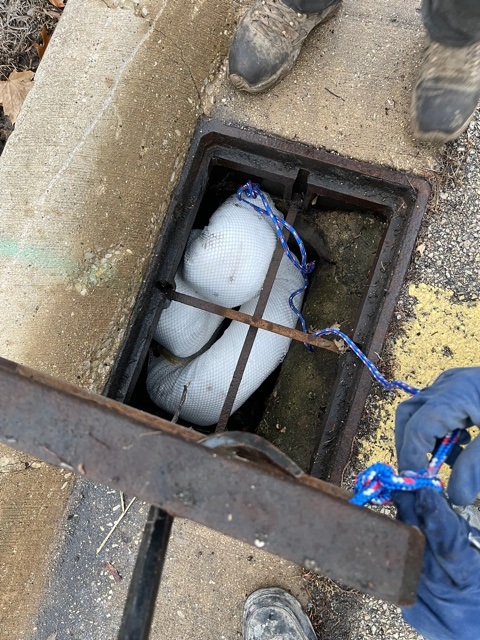 sewer contamination clean up